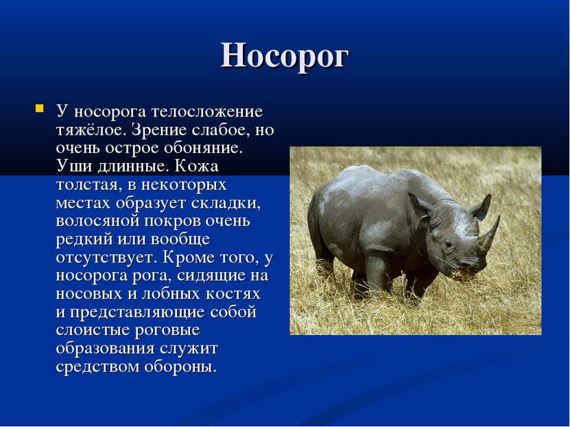 Носорог У носорога телосложение тяжёлое. Зрение слабое, но очень острое обоня...