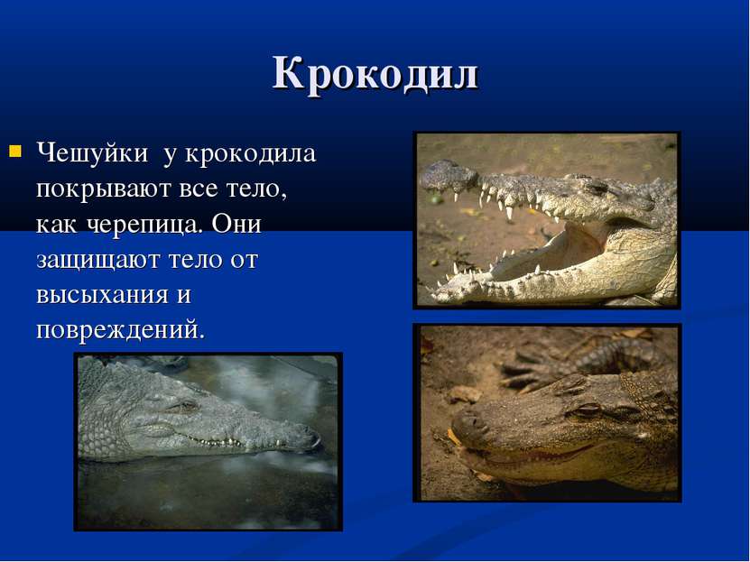 Крокодил Чешуйки у крокодила покрывают все тело, как черепица. Они защищают т...
