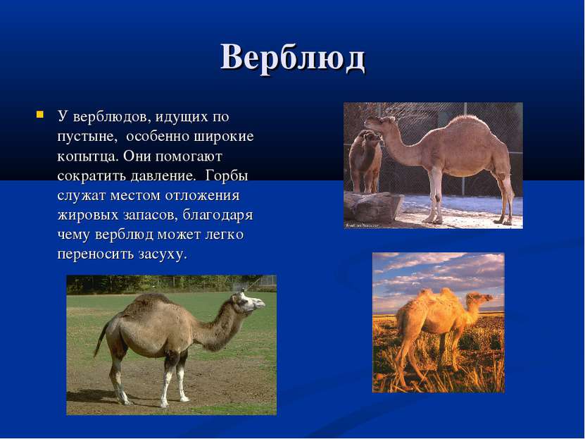 Верблюд У верблюдов, идущих по пустыне, особенно широкие копытца. Они помогаю...