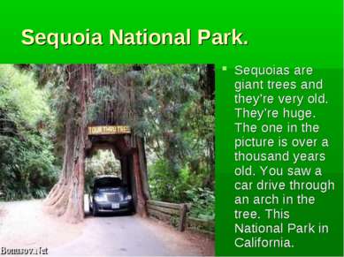 Sequoia National Park. Sequoias are giant trees and they’re very old. They’re...