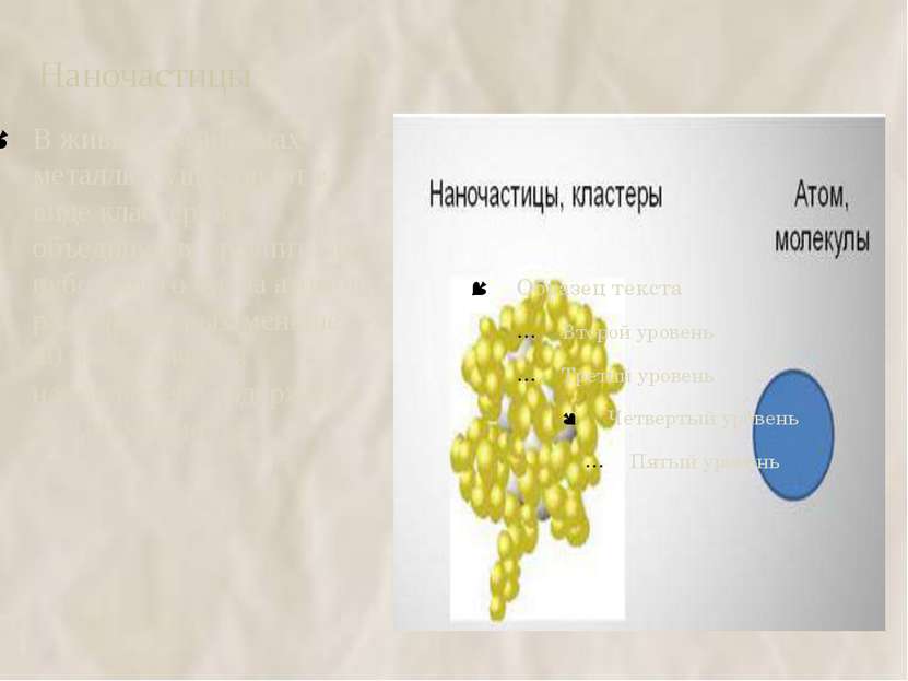 Наночастицы В живых организмах металлы существуют в виде кластеров- объединен...