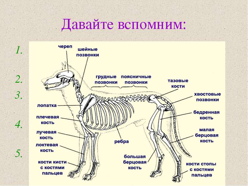 Давайте вспомним: Какие виды скелета у животных вам известны? Назовите отделы...
