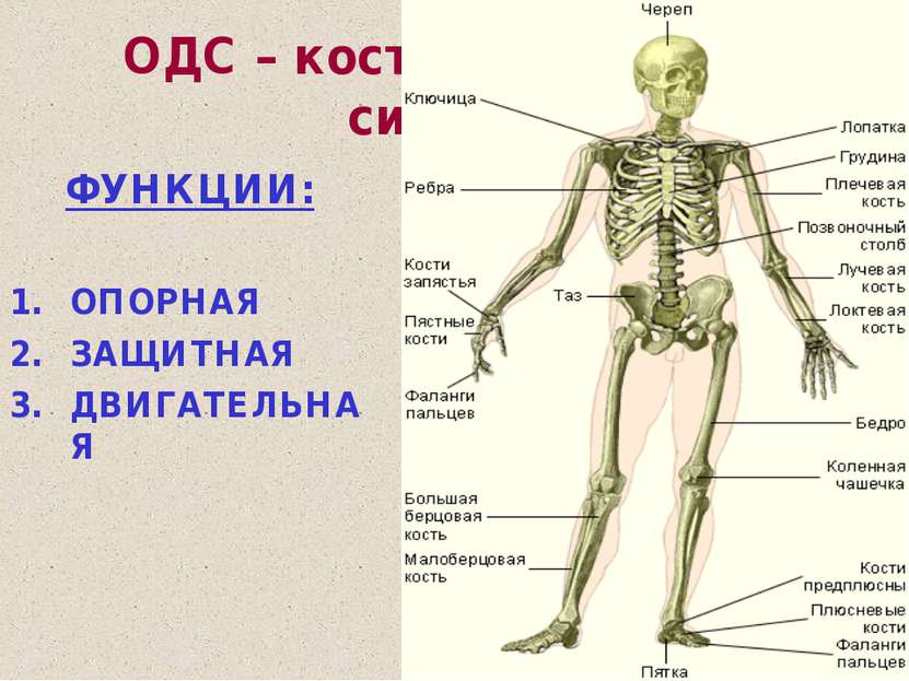 ОДС – костно-мышечная система ФУНКЦИИ: ОПОРНАЯ ЗАЩИТНАЯ ДВИГАТЕЛЬНАЯ