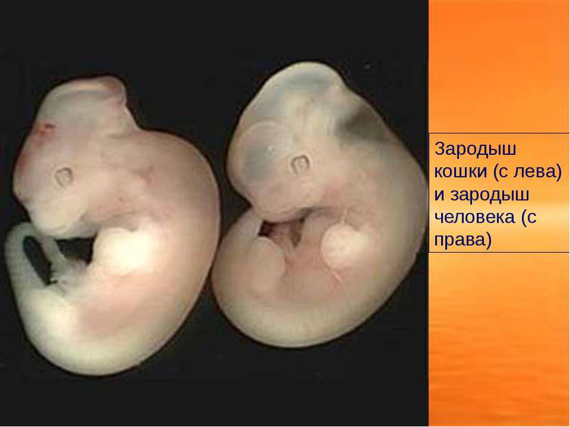 Зародыш кошки (с лева) и зародыш человека (с права)
