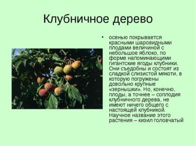Клубничное дерево осенью покрывается красными шаровидными плодами величиной с...