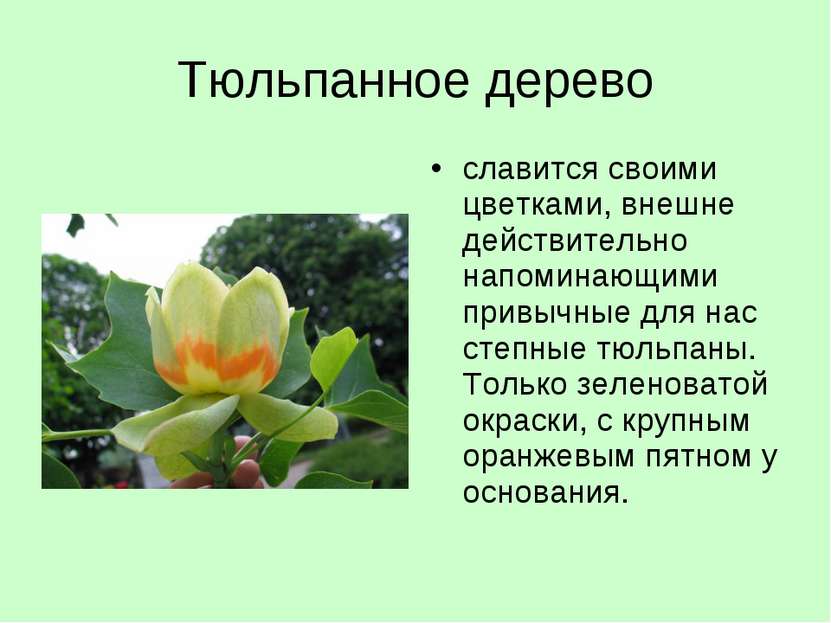 Тюльпанное дерево славится своими цветками, внешне действительно напоминающим...