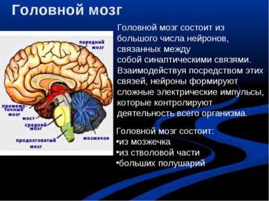 Головной мозг Головной мозг состоит из большого числа нейронов, связанных меж...