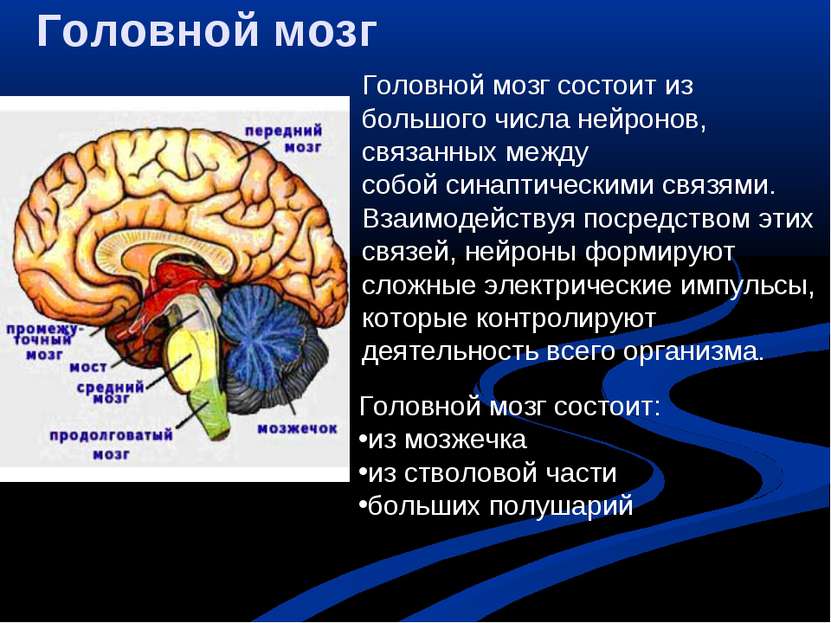 Головной мозг Головной мозг состоит из большого числа нейронов, связанных меж...