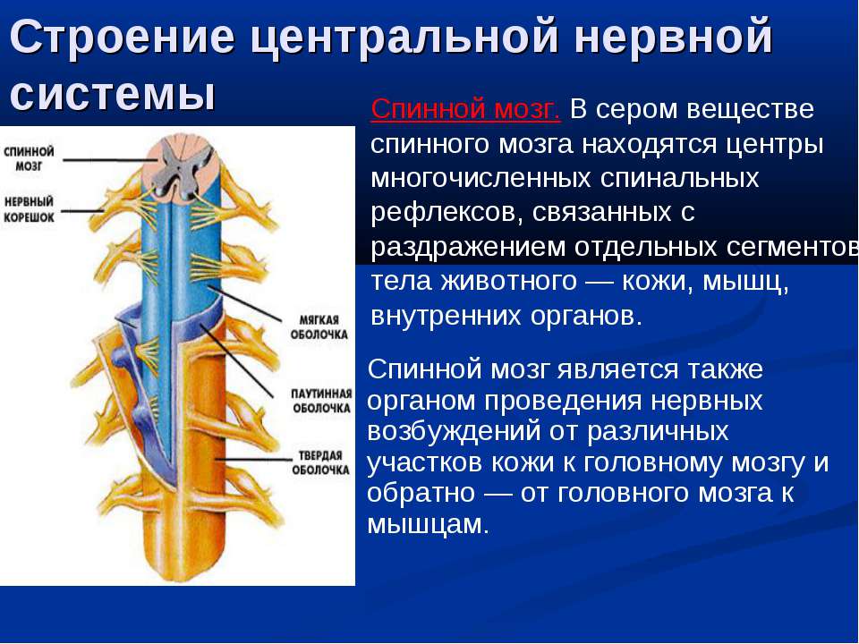 Центральный отдел нервной системы спинной мозг. Структуры центральной нервной системы. ЦНС спинной и головной мозг строение. Строение центральной нервной системы спинной мозг. ЦНС спинной мозг анатомия.