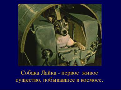 Собака Лайка - первое живое существо, побывавшее в космосе.