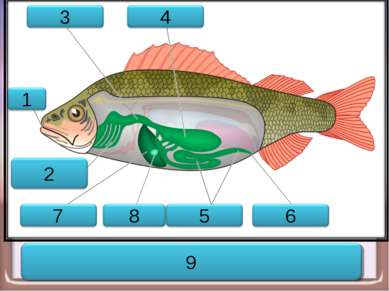 Пищеварительная система рыбы