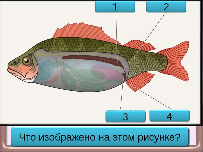 Выделительная система рыбы