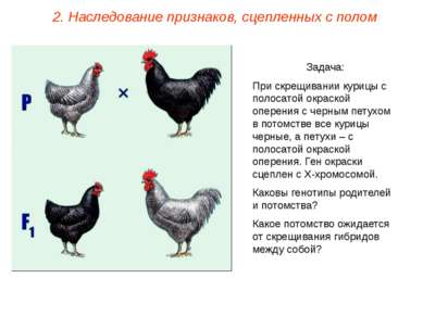 Задача: При скрещивании курицы с полосатой окраской оперения с черным петухом...
