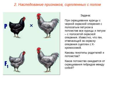 Задача: При скрещивании курицы с черной окраской оперения с полосатым петухом...
