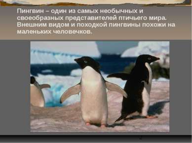 Пингвин – один из самых необычных и своеобразных представителей птичьего мира...