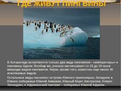 ГДЕ ЖИВУТ ПИНГВИНЫ В Антарктиде встречаются только два вида пингвинов - «импе...