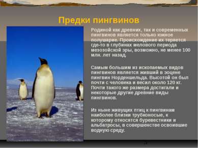 Родиной как древних, так и современных пингвинов является только южное полуша...