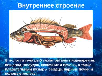 Внутреннее строение В полости тела рыб лежат органы пищеварения: пищевод, жел...