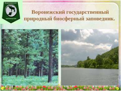 Воронежский государственный природный биосферный заповедник.