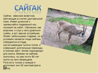 Сайгак - жвачное животное, обитающее в степях Центральной Азии. Имеет длинный...