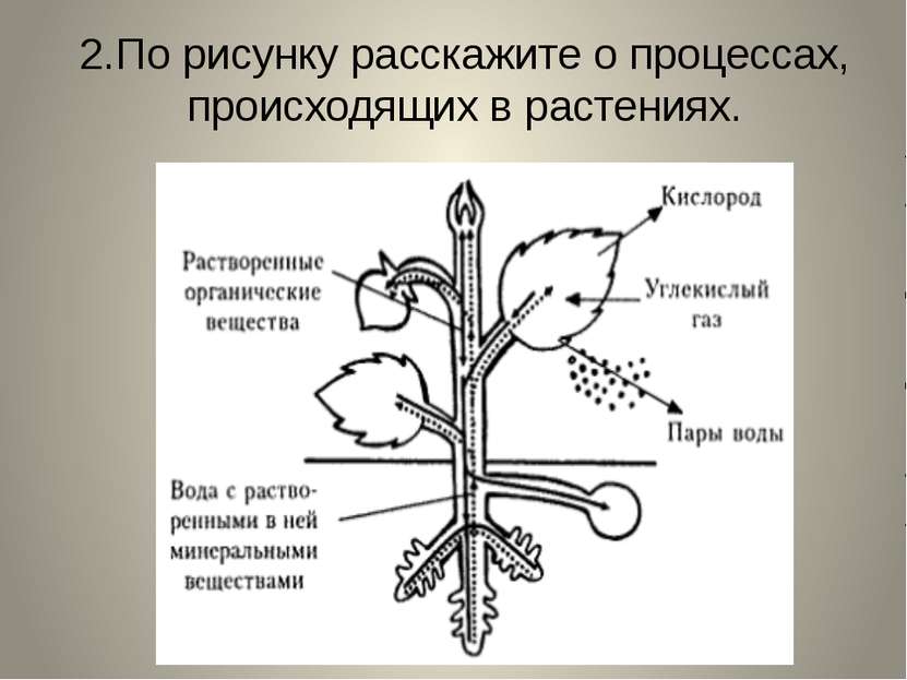 2.По рисунку расскажите о процессах, происходящих в растениях.