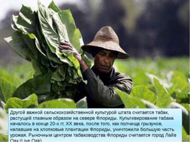 Другой важной сельскохозяйственной культурой штата считается табак, растущий ...