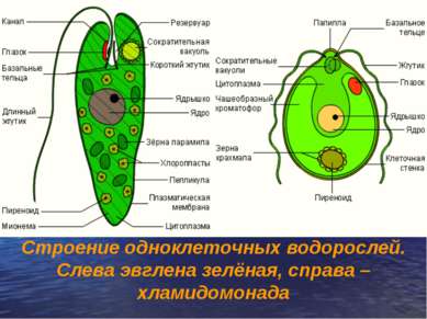 Строение одноклеточных водорослей. Слева эвглена зелёная, справа – хламидомонада