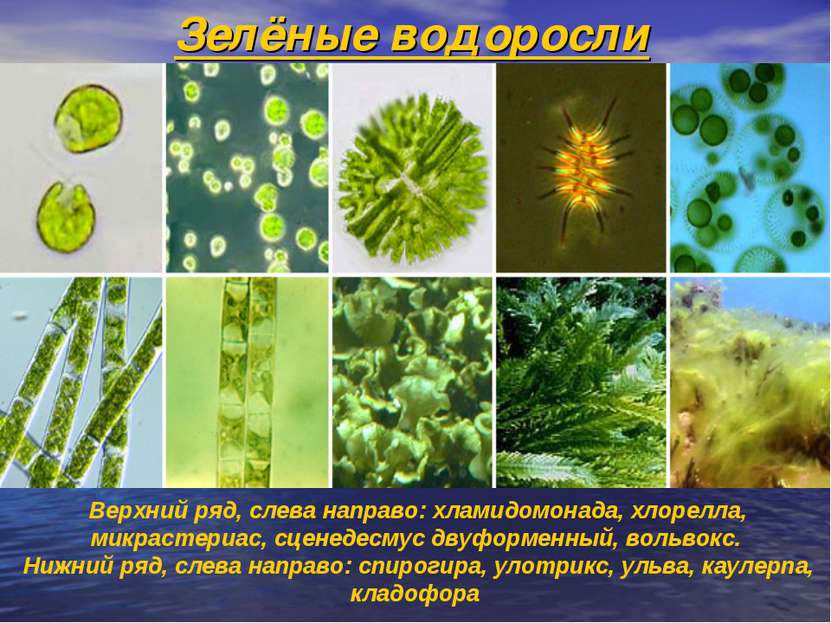 Зелёные водоросли Верхний ряд, слева направо: хламидомонада, хлорелла, микрас...