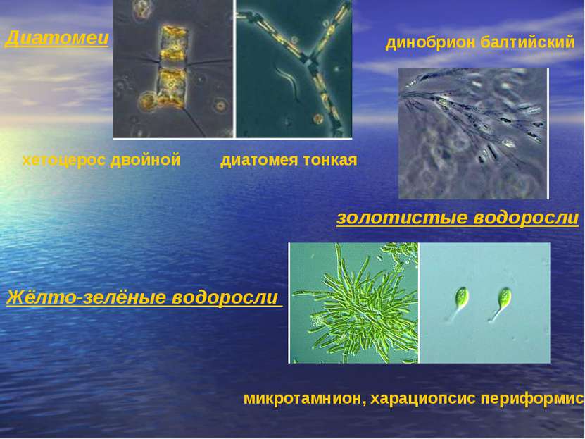Диатомеи хетоцерос двойной диатомея тонкая золотистые водоросли динобрион бал...