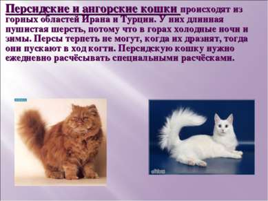 Персидские и ангорские кошки происходят из горных областей Ирана и Турции. У ...