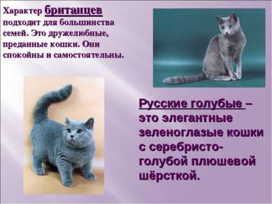 Русские голубые – это элегантные зеленоглазые кошки с серебристо-голубой плюш...