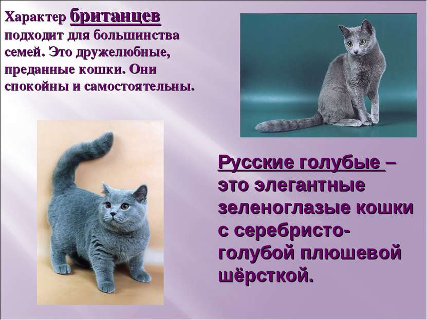 Русские голубые – это элегантные зеленоглазые кошки с серебристо-голубой плюш...