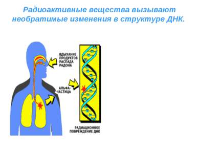 Радиоактивные вещества вызывают необратимые изменения в структуре ДНК.
