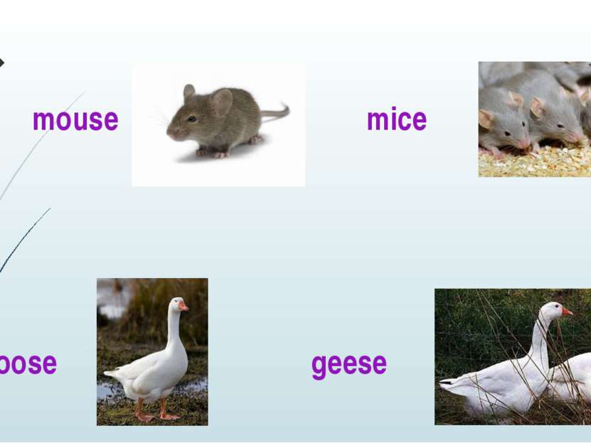 mouse mice goose geese