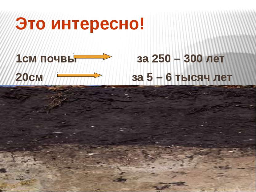 Это интересно! 1см почвы за 250 – 300 лет 20см за 5 – 6 тысяч лет