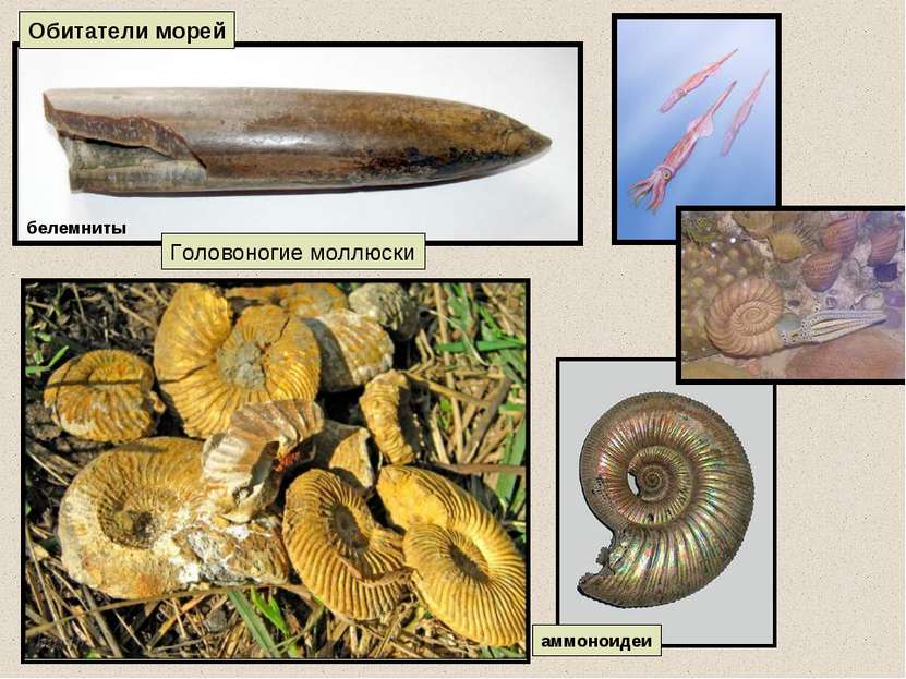 аммоноидеи Обитатели морей Головоногие моллюски белемниты
