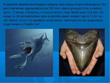 В пределах Марианской впадины найдены зубы акулы-гиганта мегалодона. Эти доис...