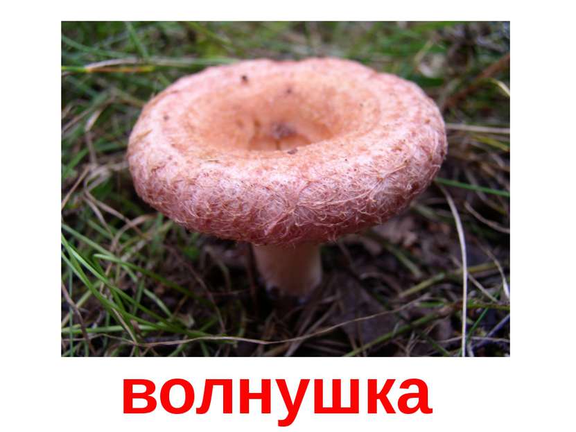 волнушка