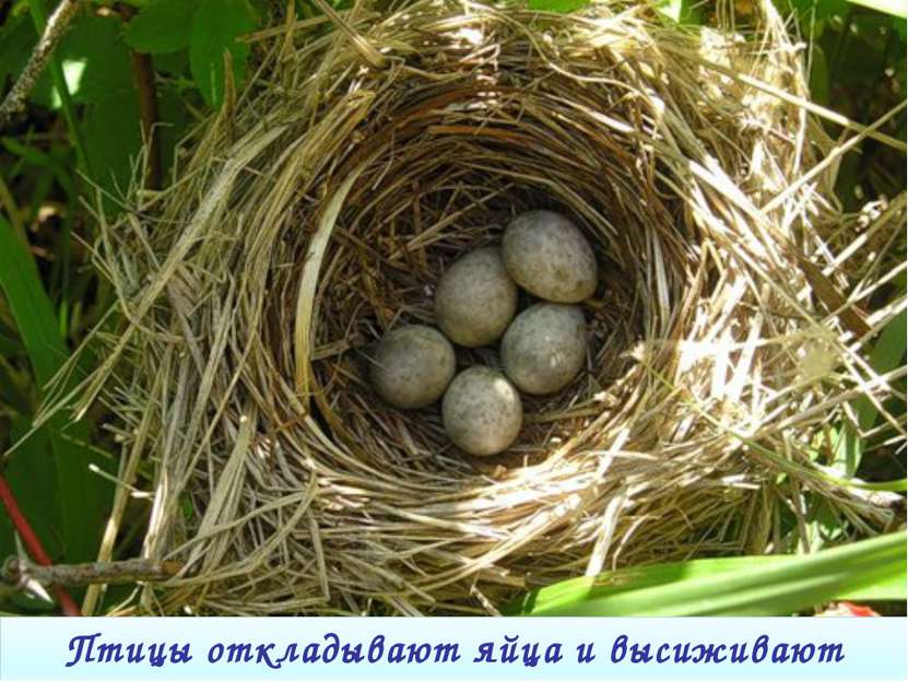 Птицы откладывают яйца и высиживают птенцов.