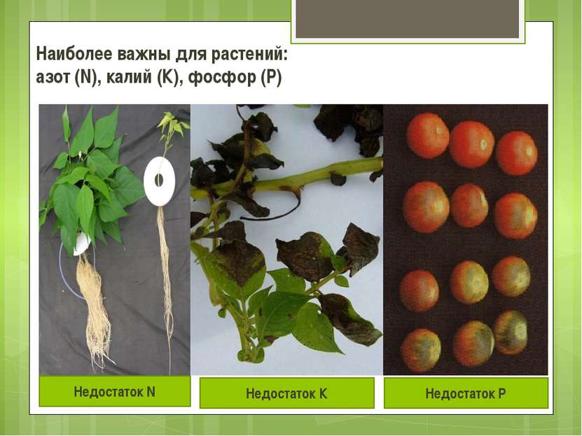 Наиболее важны для растений: азот (N), калий (К), фосфор (P)