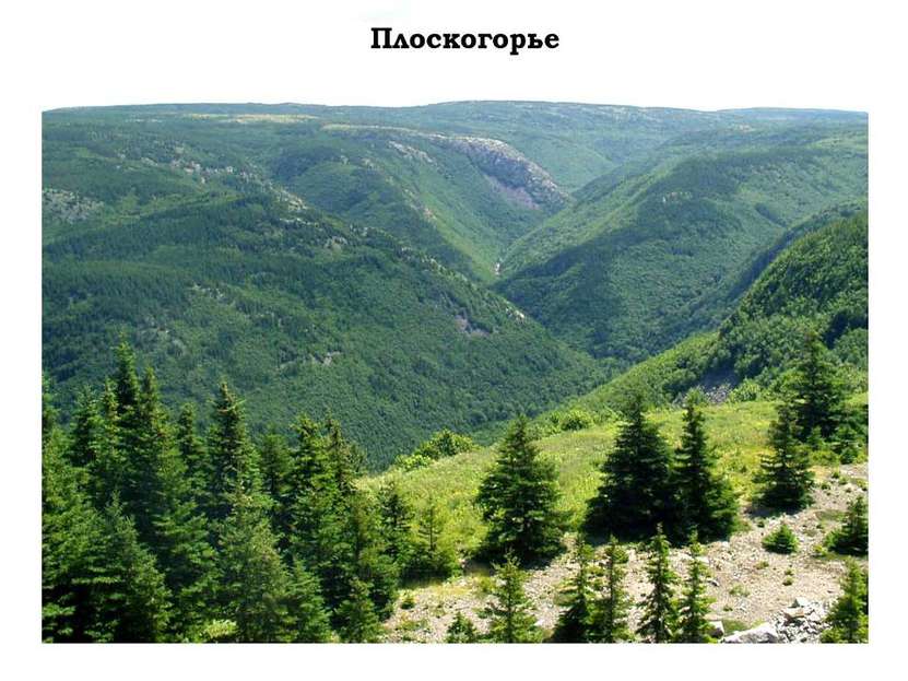 Поверхность земли 2 класс окружающий мир. Формы земной поверхности. Поверхность России. Поверхность нашего края холма. Плоскогорье лесом.
