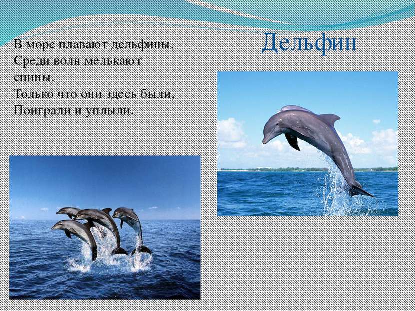 В море плавают дельфины, Среди волн мелькают спины. Только что они здесь были...