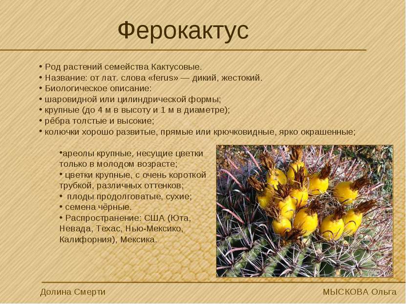 Ферокактус Род растений семейства Кактусовые. Название: от лат. слова «ferus»...