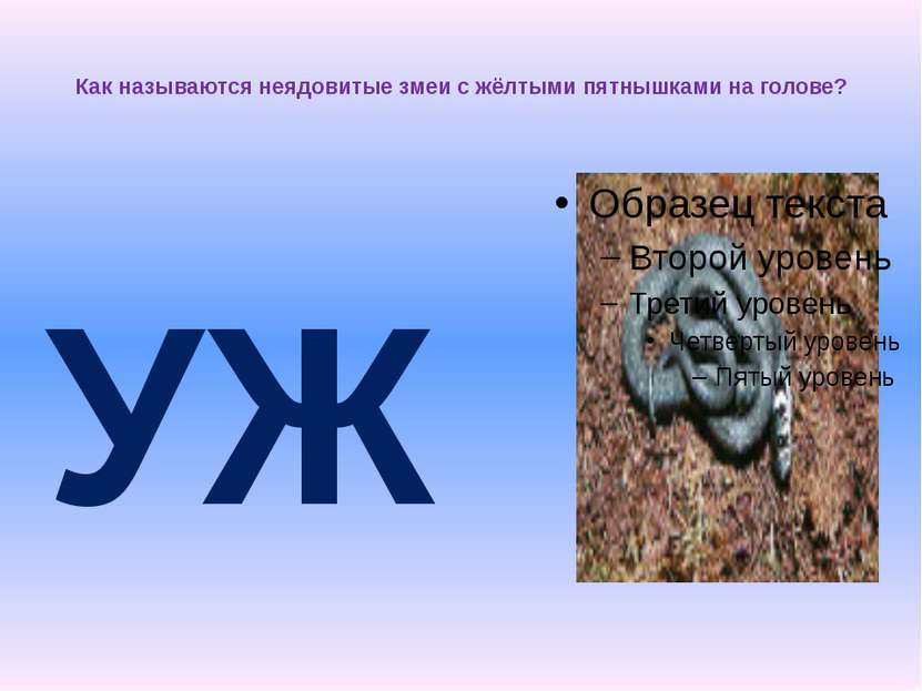 Как называются неядовитые змеи с жёлтыми пятнышками на голове? УЖ_ И