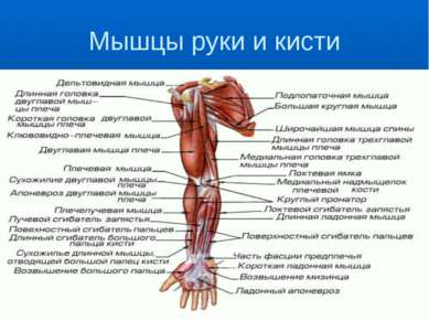 Мышцы руки и кисти