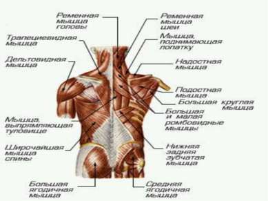 МЫШЕЧНАЯ СИСТЕМА МЫШЕЧНАЯ СИСТЕМА, совокупность мышц и мышечных пучков, объед...