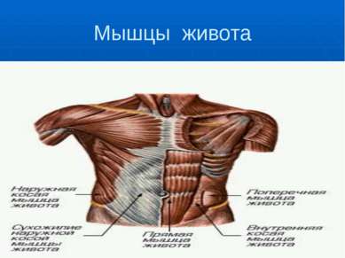 Мышцы живота