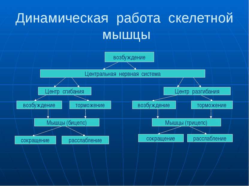 Динамическая работа скелетной мышцы возбуждение Центральная нервная система Ц...