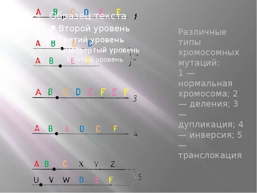 Различные типы хромосомных мутаций: 1 — нормальная хромосома; 2 — деления; 3 ...