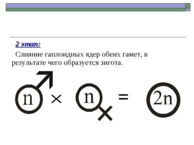 2 этап: Слияние гаплоидных ядер обеих гамет, в результате чего образуется зиг...